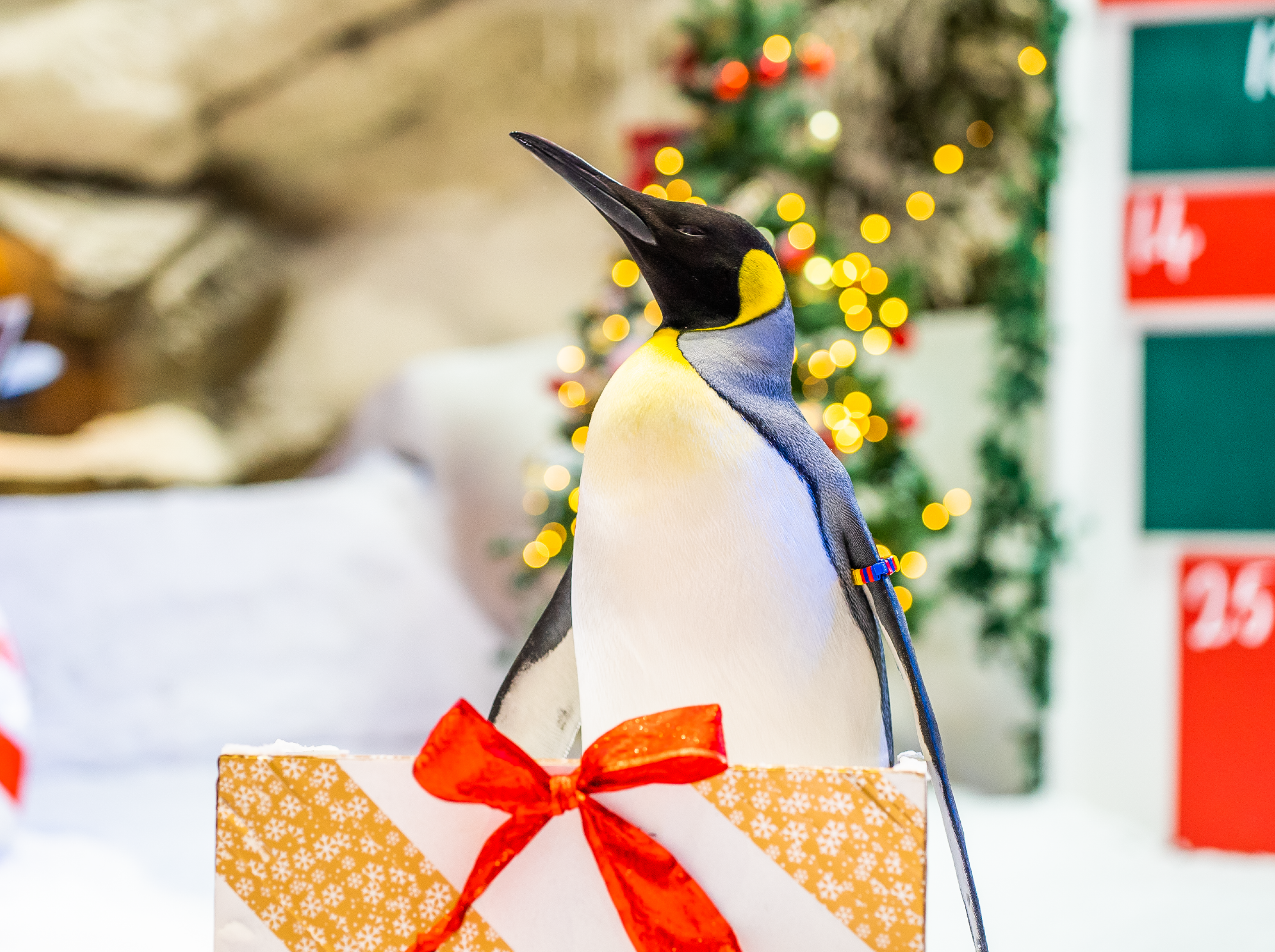 penguin-meet-santa penguin-meet-santa