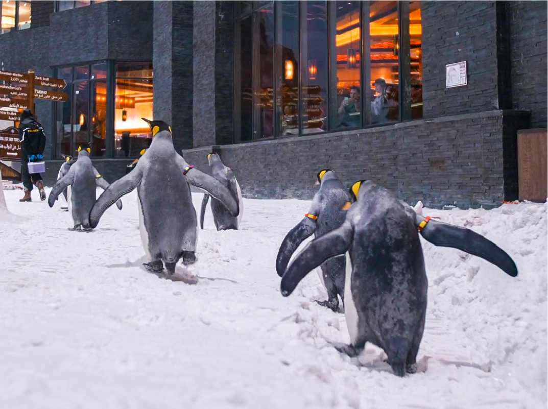 penguin-march-at-ski-dubai